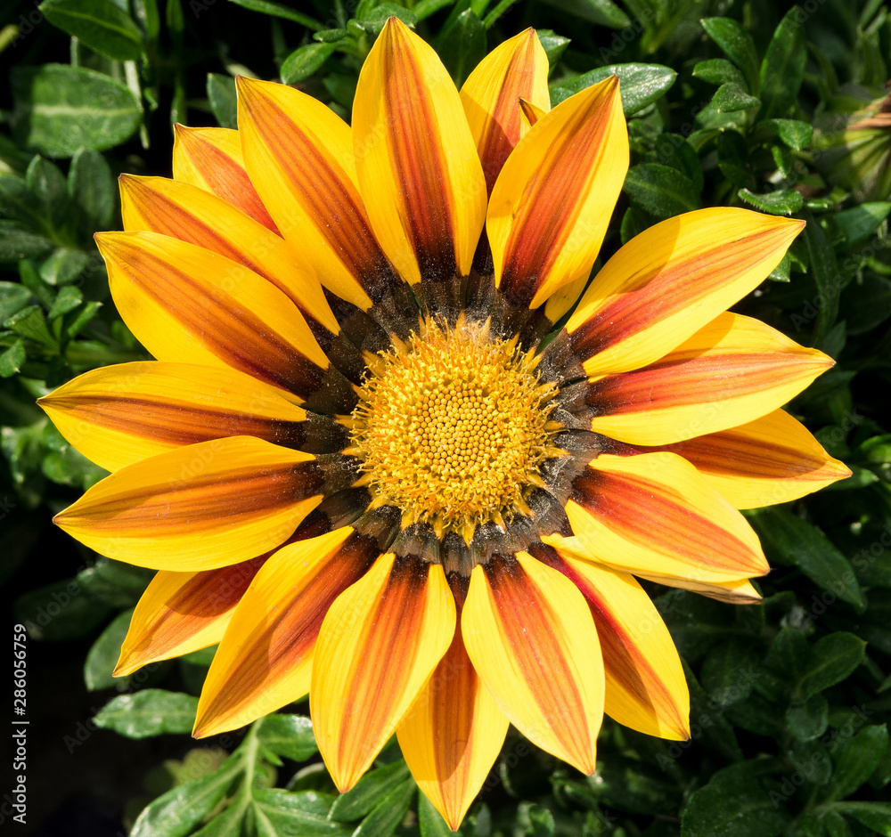 Blooming marigold Blooming marigold