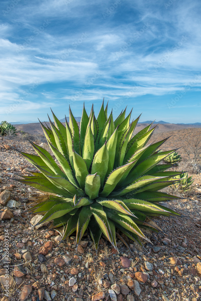 Cactus in the desert of Baja california Sur. Mexican Peninsula
