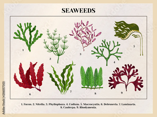 Seaweeds Botanical Background Chart 