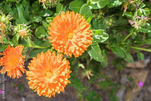 orange flowers in green bush