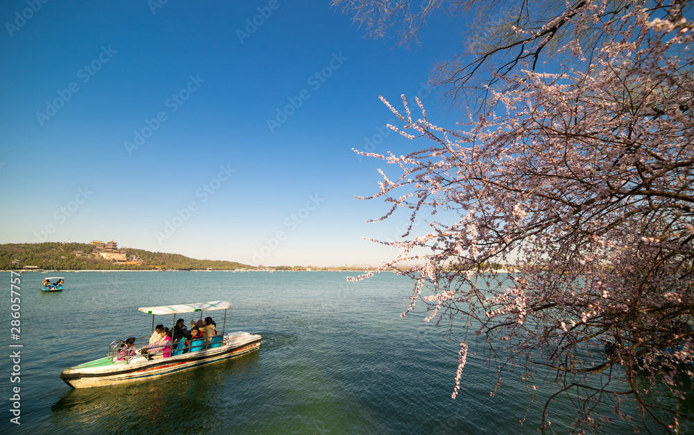 Naklejka premium Summer Palace cherry blossoms