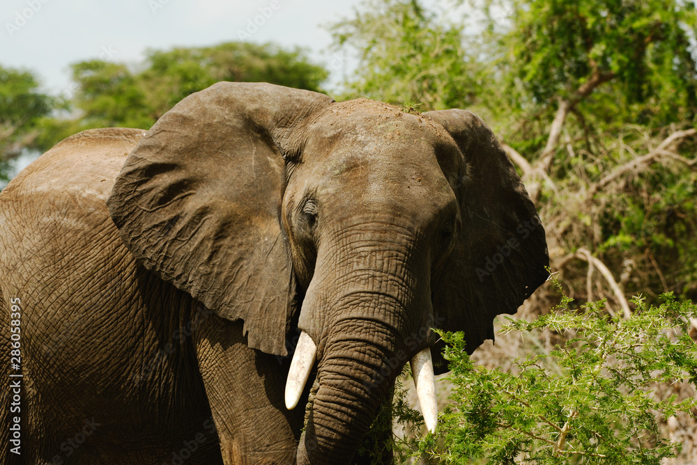Fototapeta premium An African Elephant in Uganda