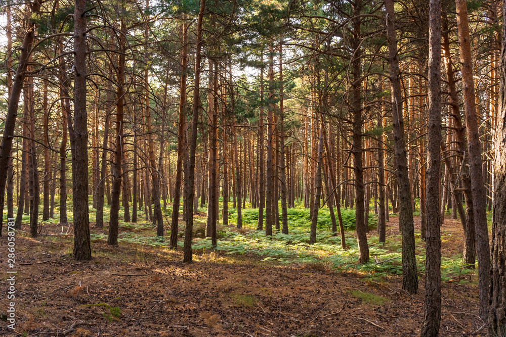 Obraz premium Pine tree forest landscape