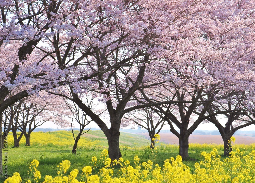 さくら 春 渡良瀬 栃木 さくら 春 渡良瀬 栃木
