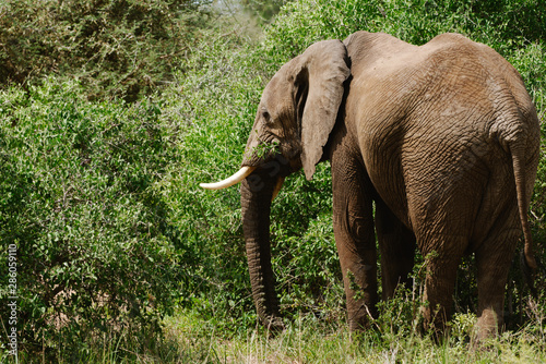 An African Elephant in Uganda