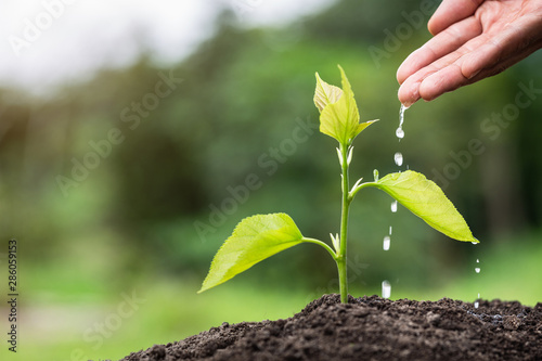 Plant a tree, Farmer's hand watering a young plant, Seedling care, World Environment Day