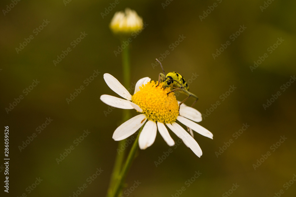 Chlorophorus varius, the grape wood borer, is a species of beetle in the family Cerambycidae. Tripleurospermum inodorum, wild chamomile, mayweed, false chamomile, and Baldr's brow. Chlorophorus varius, the grape wood borer, is a species of beetle in the family Cerambycidae. Tripleurospermum inodorum, wild chamomile, mayweed, false chamomile, and Baldr's brow.
