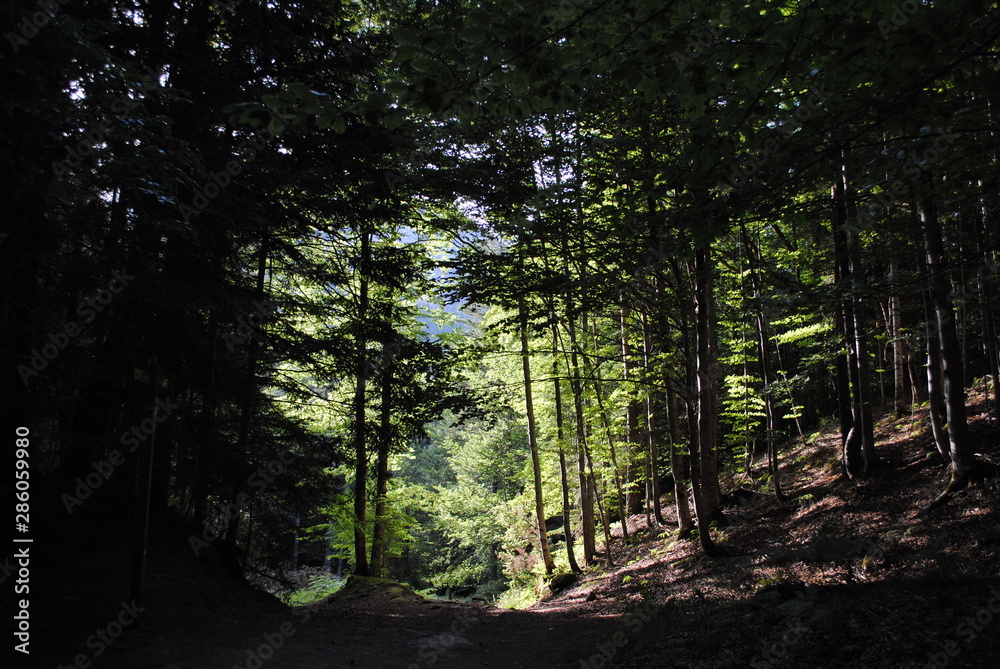 Obraz premium beech forest 