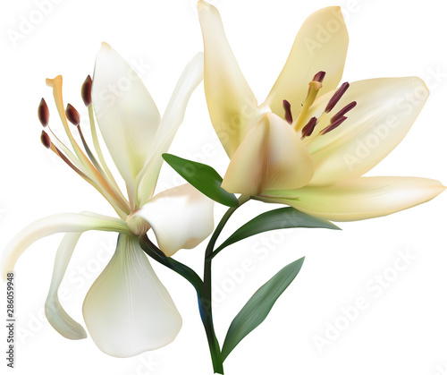 light yellow two blooms lily isolated on white