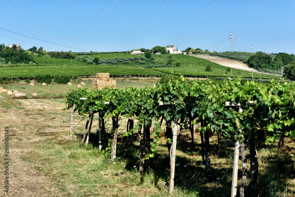 rows of vines in vineyard