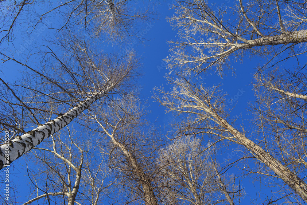 Obraz premium View from below on tree tops on the background of bright blue sky.