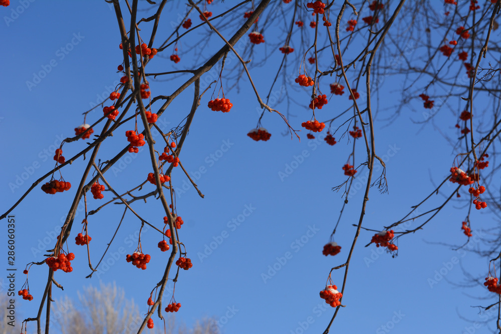 Rowan branches with red berries on the background of clear blue sky. Rowan branches with red berries on the background of clear blue sky.