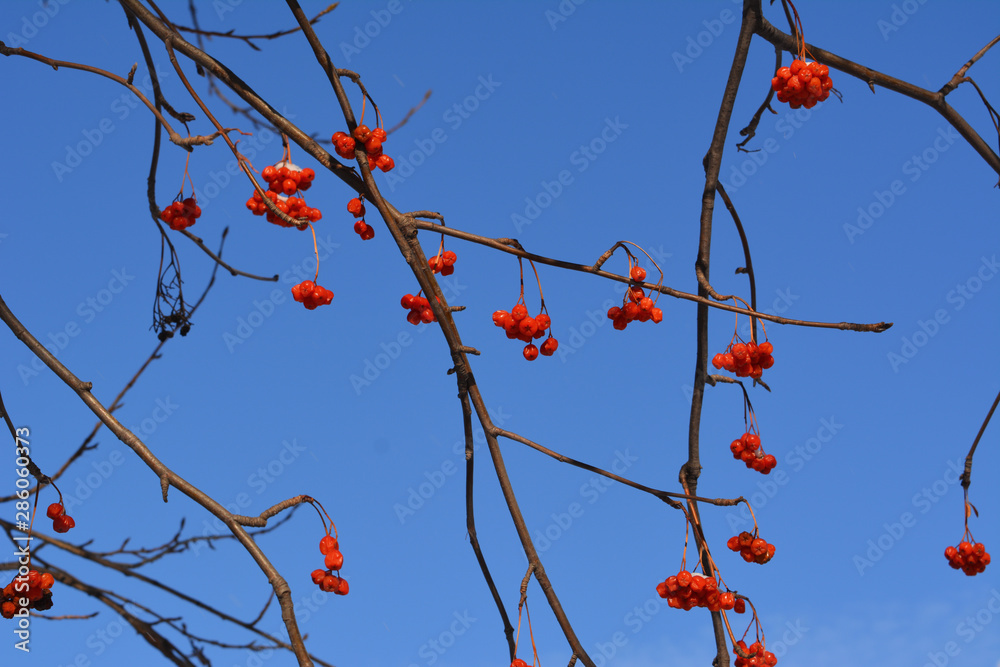 Branches with red berries of european rowan (Sorbus aucuparia) against clear blue sky.