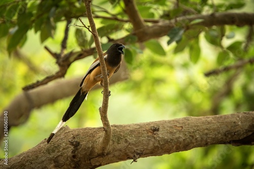 The rufous treepie (Dendrocitta vagabunda) sitting on branch and screaming, native to the Indian Subcontinent, wildlife bird photography, clear background