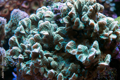 Fototapeta Naklejka Na Ścianę i Meble -  coral in reef