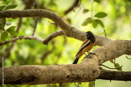 The rufous treepie (Dendrocitta vagabunda) sitting on branch and screaming, native to the Indian Subcontinent, wildlife bird photography, clear background