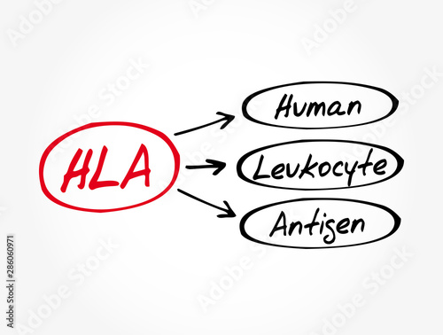 HLA - Human Leukocyte Antigen acronym, medical concept background
