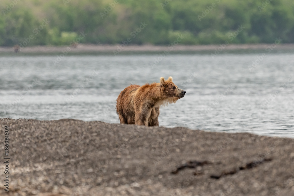 Ruling the landscape, brown bears of Kamchatka (Ursus arctos beringianus) Ruling the landscape, brown bears of Kamchatka (Ursus arctos beringianus)