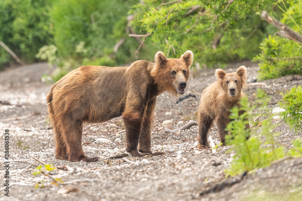 Ruling the landscape, brown bears of Kamchatka (Ursus arctos beringianus) Ruling the landscape, brown bears of Kamchatka (Ursus arctos beringianus)