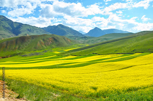 Qilian County canola flower sea