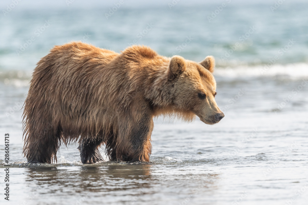 Ruling the landscape, brown bears of Kamchatka (Ursus arctos beringianus) Ruling the landscape, brown bears of Kamchatka (Ursus arctos beringianus)