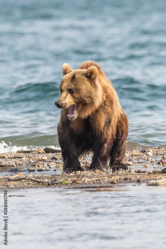 Ruling the landscape, brown bears of Kamchatka (Ursus arctos beringianus) Ruling the landscape, brown bears of Kamchatka (Ursus arctos beringianus)
