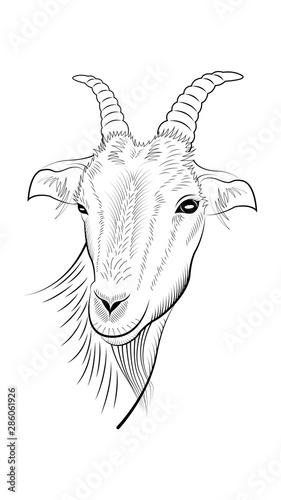handmade drawing of the head of the goat isolated.