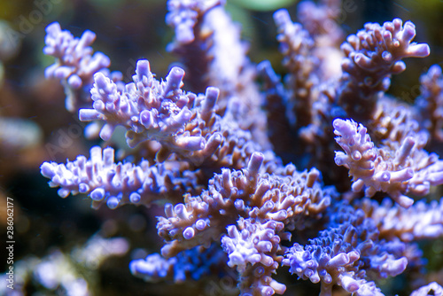 Fototapeta Naklejka Na Ścianę i Meble -  coral in reef