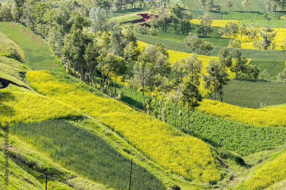 Obraz premium Qinghai Lake blooming canola flower