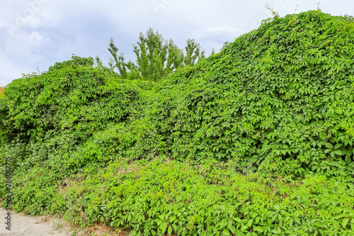 Leaves of ivy covering the wall. Stone wall with ivy for background or texture.