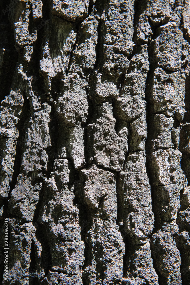 Fototapeta premium Corteccia