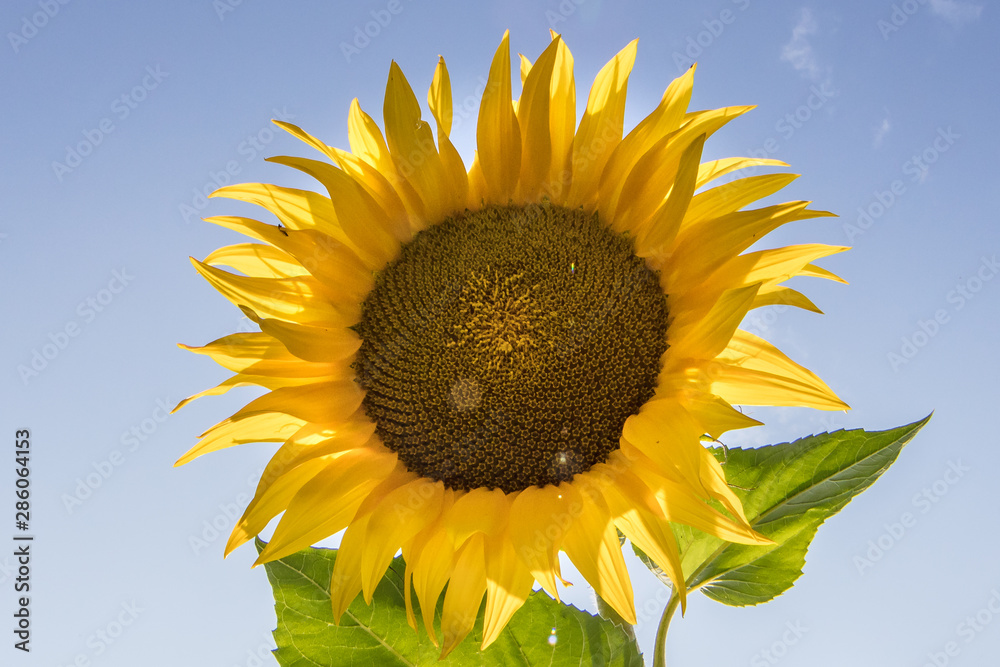 Naklejka premium sonnenblume