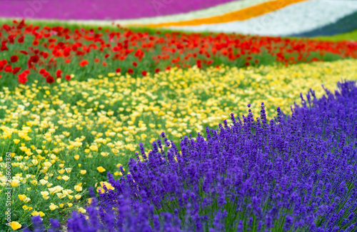 Colorful flowers in park of Hokkaido, japan