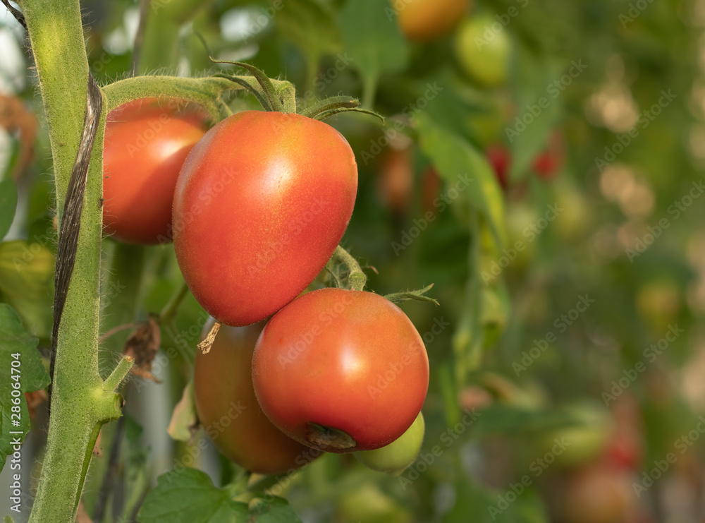  tomatoes grow