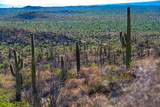 Cactus garden in the east district of Saguaro National Park
