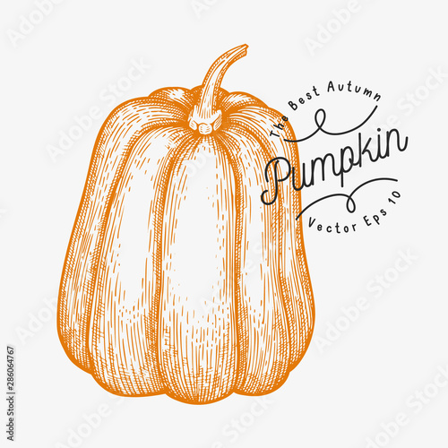 Pumpkin illustration. Hand drawn vector vegetable illustration. Engraved style Halloween or Thanksgiving Day symbol. Vintage food illustration.