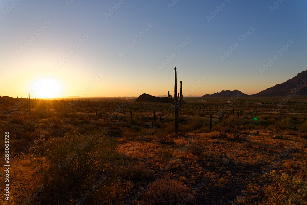 Saguaro cactus plants at dusk in Arizona