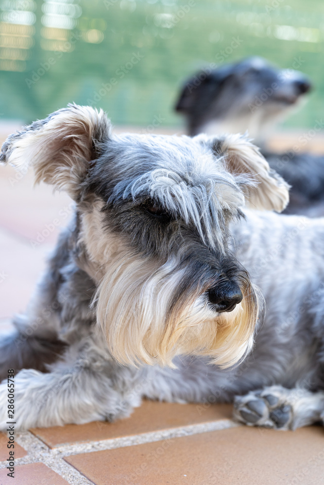 A portrait of a black greyhound and grey miniature schnauzer