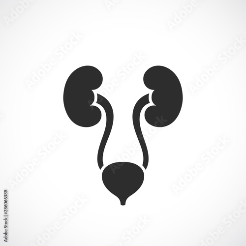 Urinary system vector icon photo