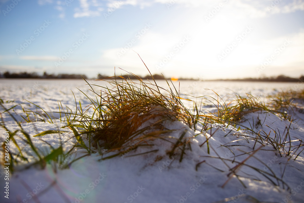 Grass in the Snow
