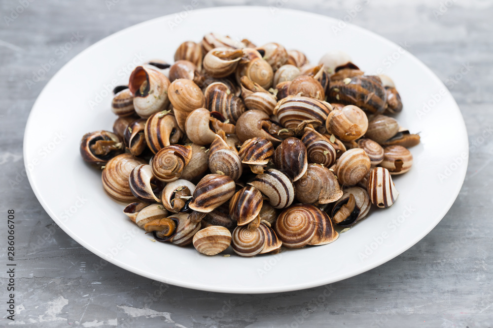 boiled snails on white plate on ceramic background boiled snails on white plate on ceramic background