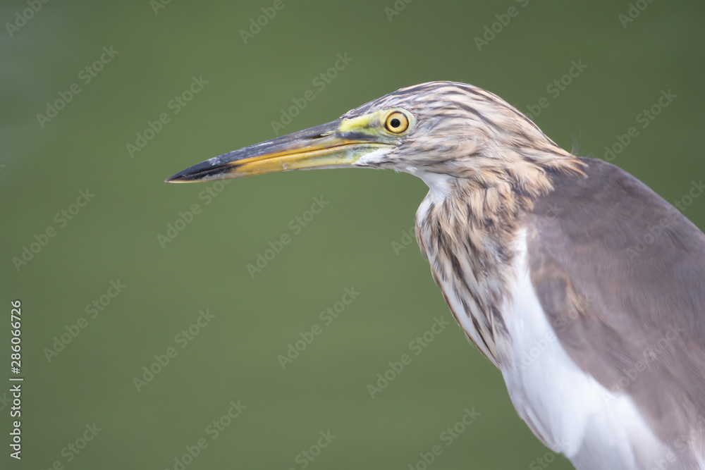 The head and body of the Chinese Pond Heron bird. On a light green background The head and body of the Chinese Pond Heron bird. On a light green background