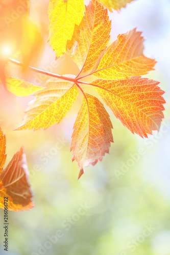 Tender red orange transparent autumn vine leaves glowing at sunset. light flare fall tree with blurred nature background. Copy space. Golden foliage seasonal backdrop
