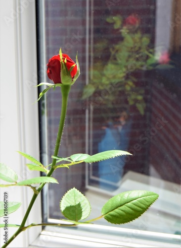 Rose reflected in window
