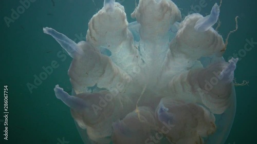 Floating in the thickness of the water in the Black Sea (Rhizostoma pulmo), commonly known as the barrel jellyfish, Scyphomedusa. Black Sea photo