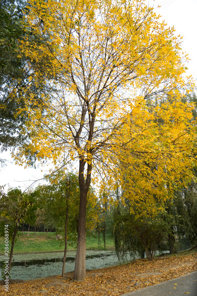 Fototapeta premium Autumn leaves