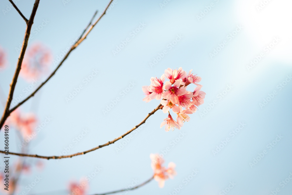 Prunus cerasoides; Wild Himalayan Cherry Prunus cerasoides; Wild Himalayan Cherry