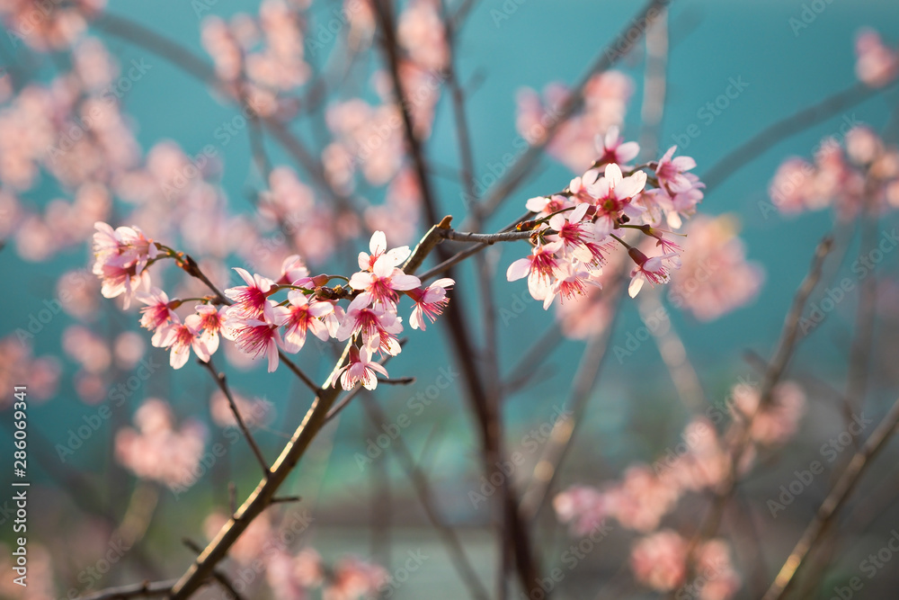 Beautiful Pink Japanese Cherry Blossom Flowers with blue sky Beautiful Pink Japanese Cherry Blossom Flowers with blue sky