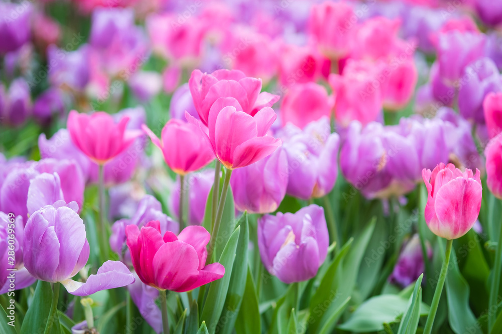 Pink and ourple tulip flowers meadow, tulip spring nature background