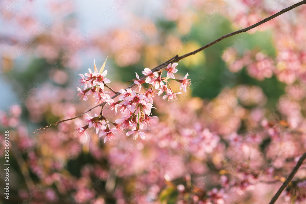 Prunus cerasoides; Wild Himalayan Cherry, Japanese Cherry Blossom Prunus cerasoides; Wild Himalayan Cherry, Japanese Cherry Blossom